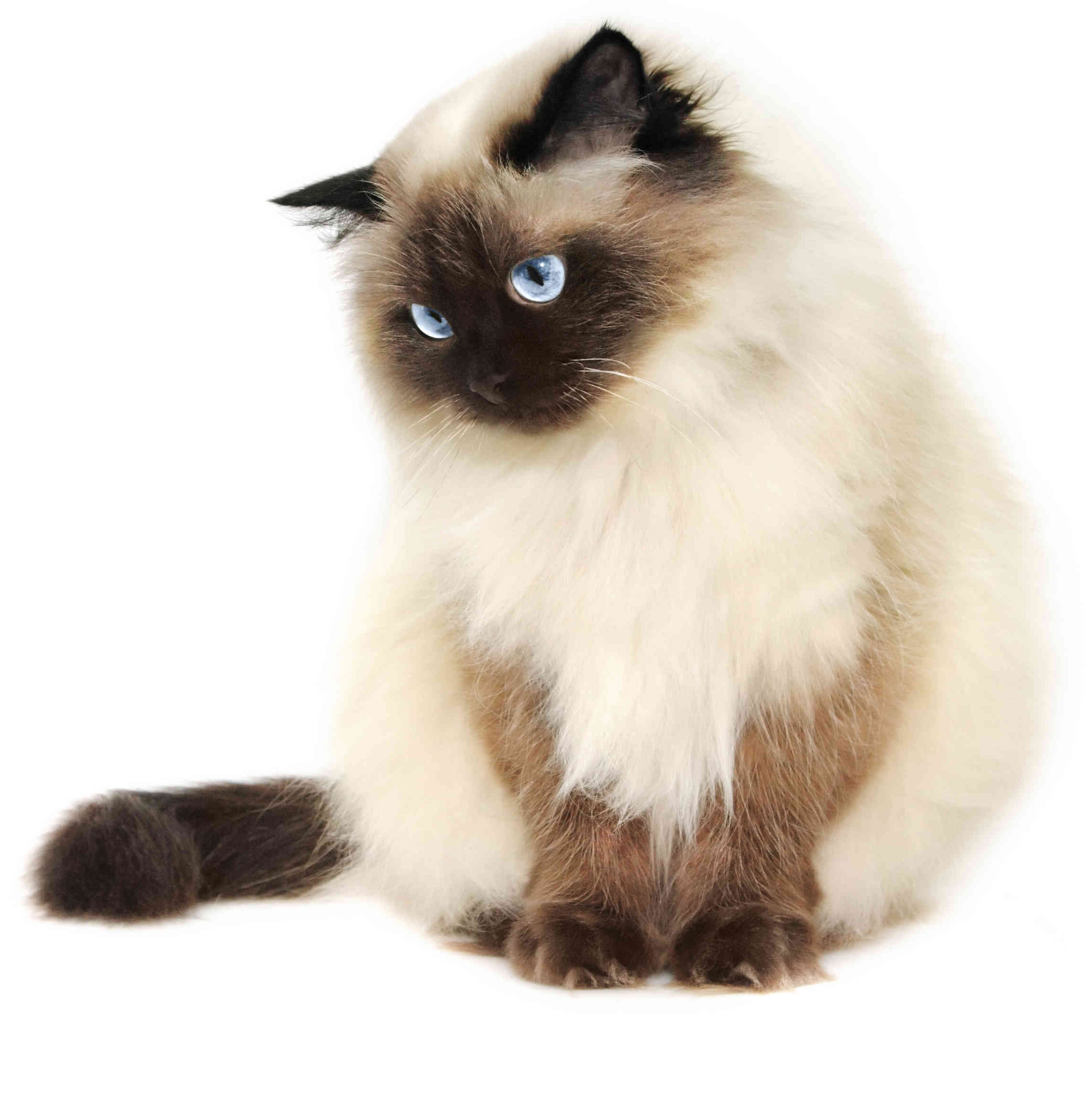 Tishacats - gato Himalayo