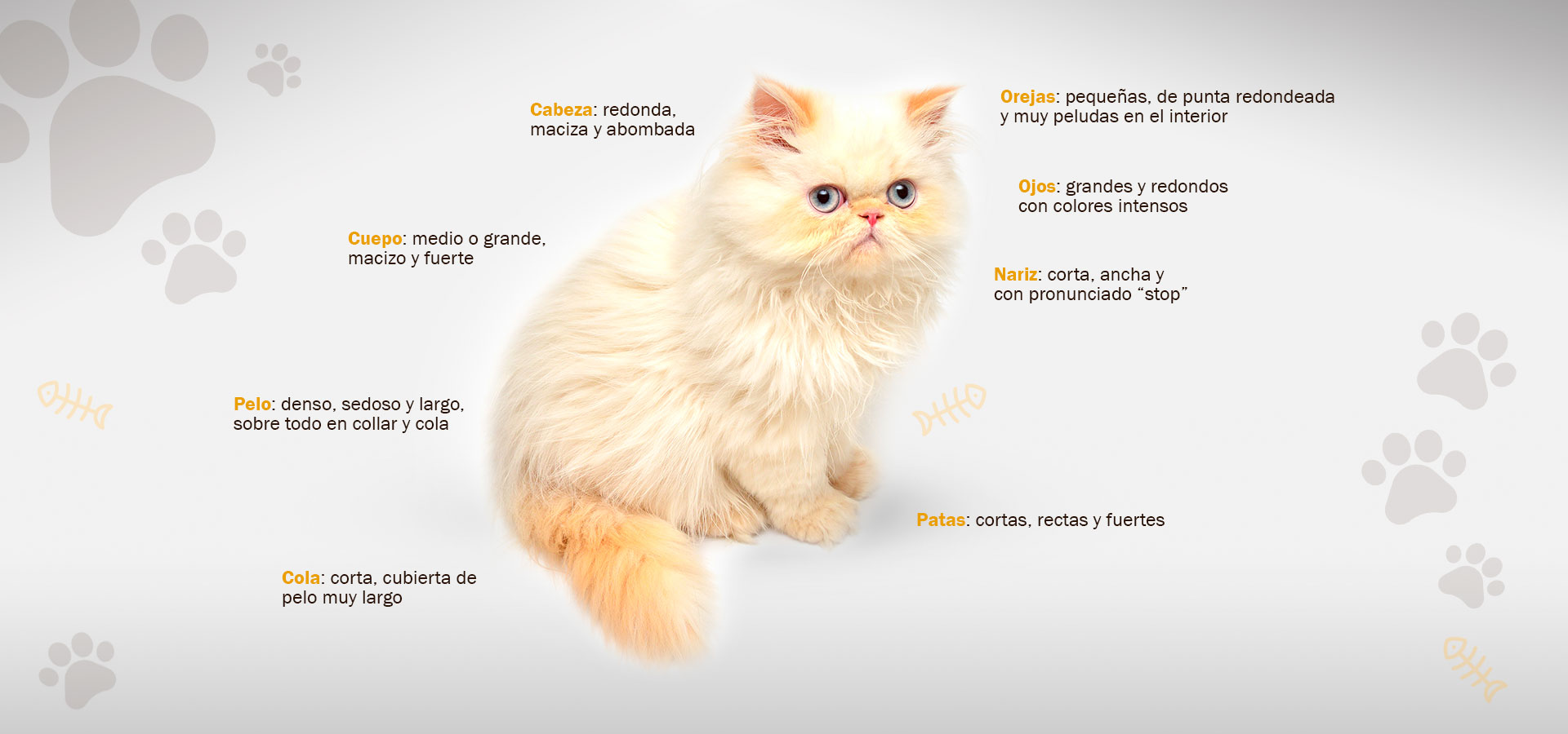 Tishacats morfología gatos persas