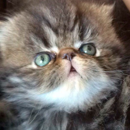 Tishacats - tabby Tishacats - tabby